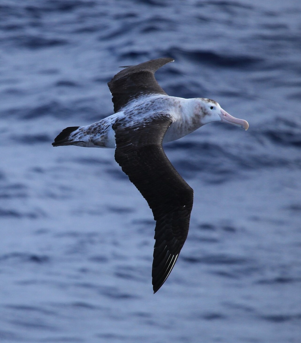 Drake Passage