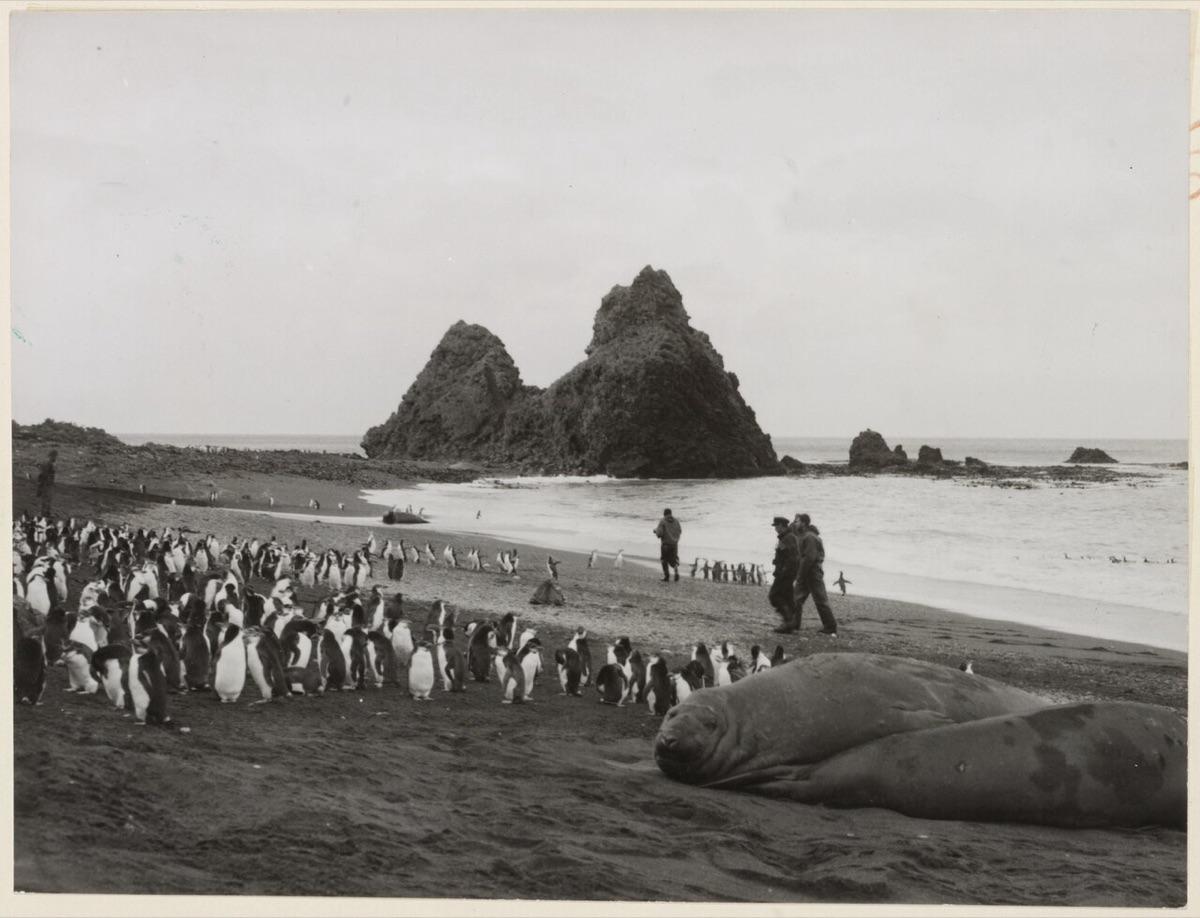 Macquarie Island