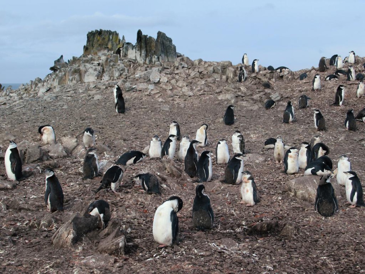 South Shetland Islands