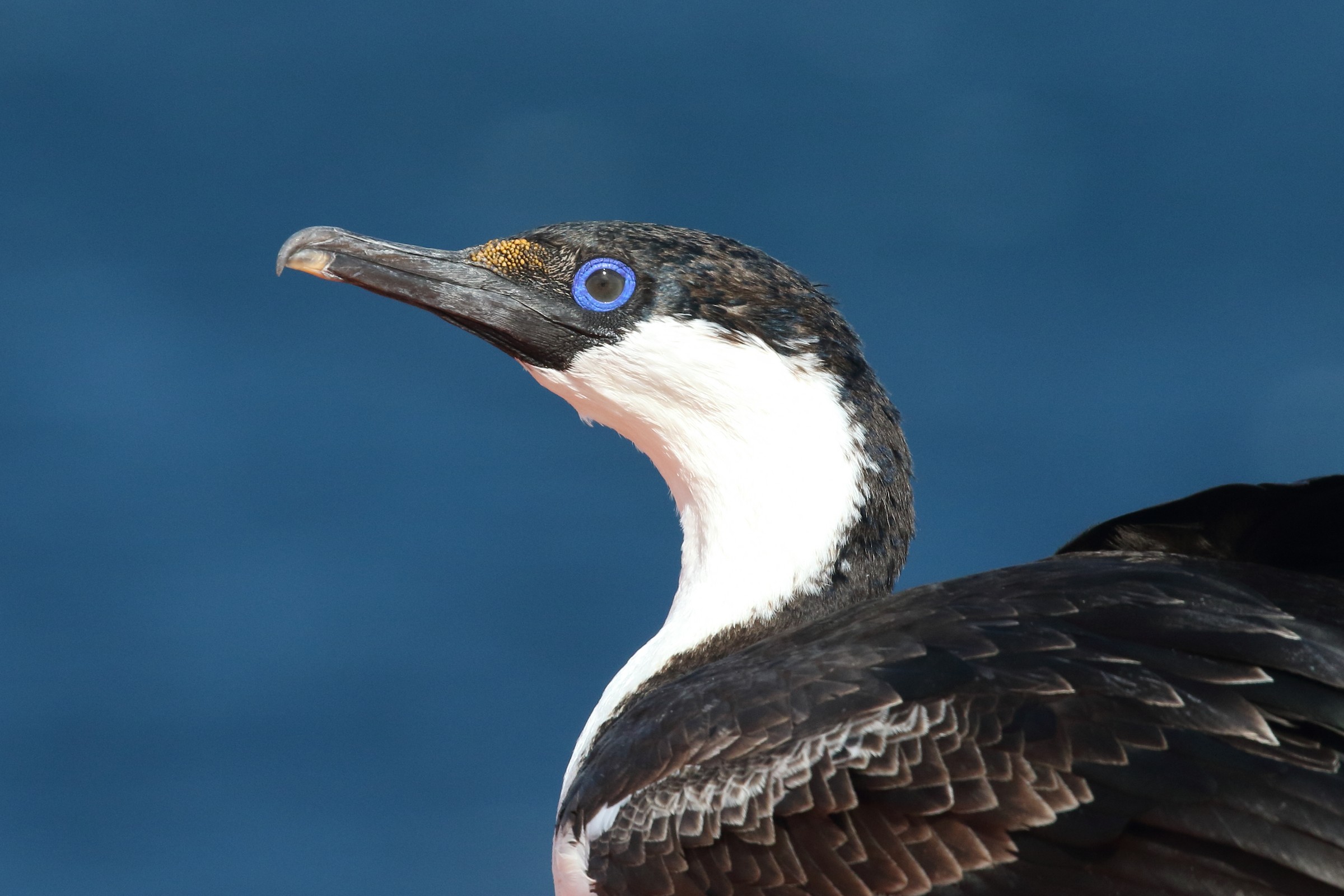 Antarctic Shag