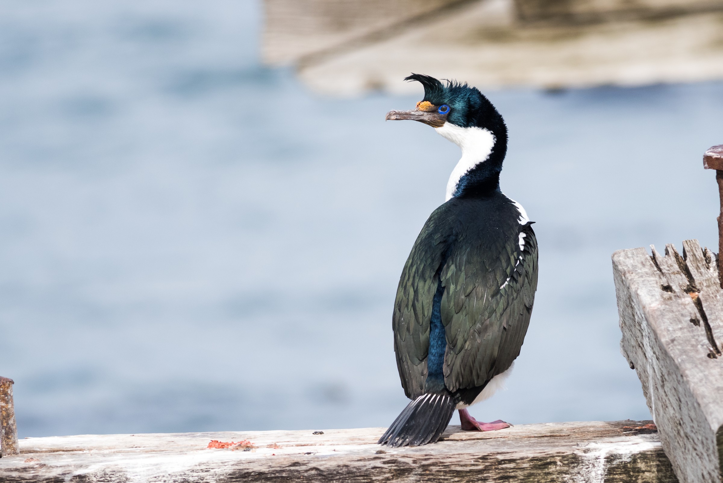 Imperial Shag
