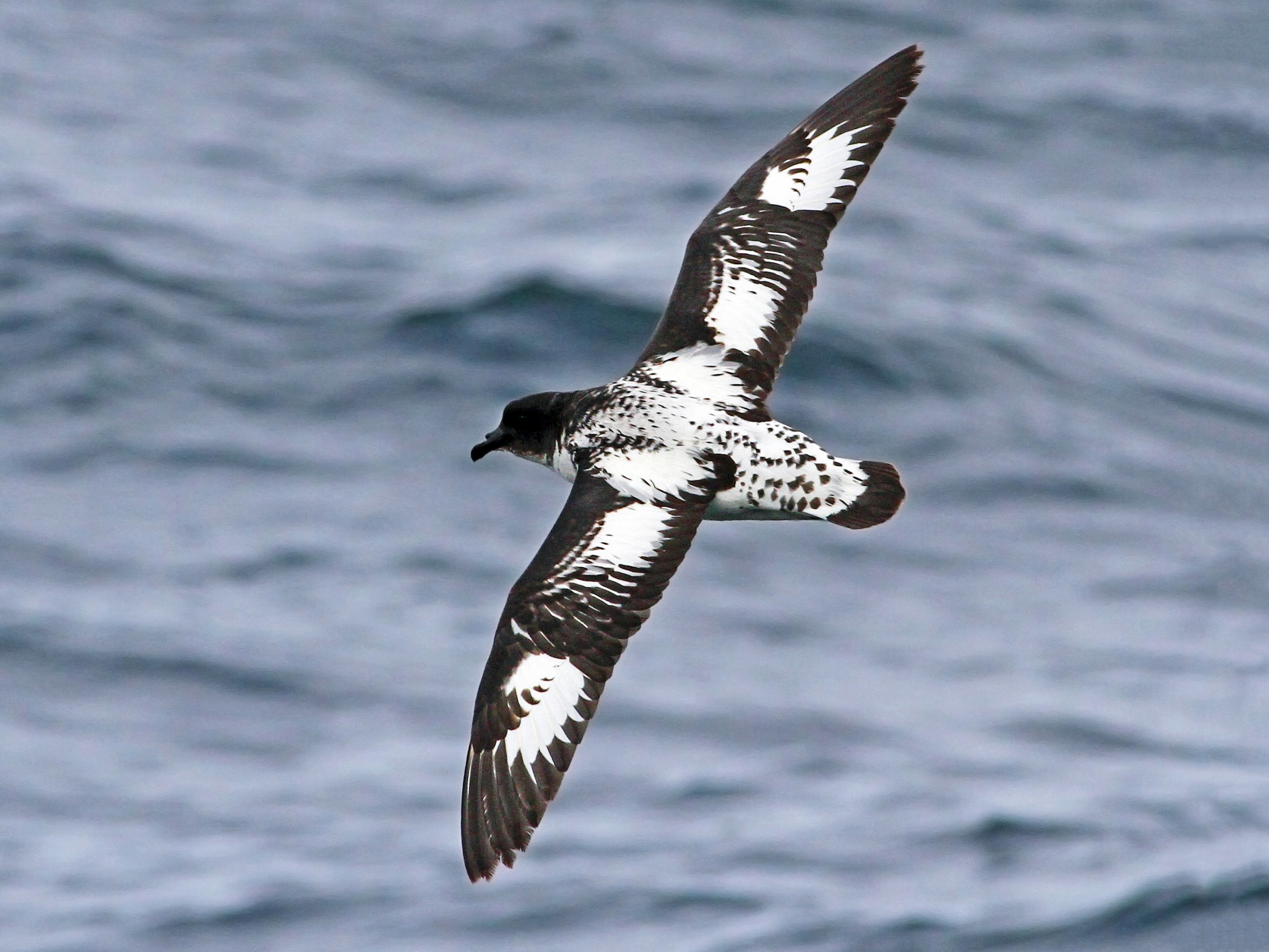 Cape Petrel