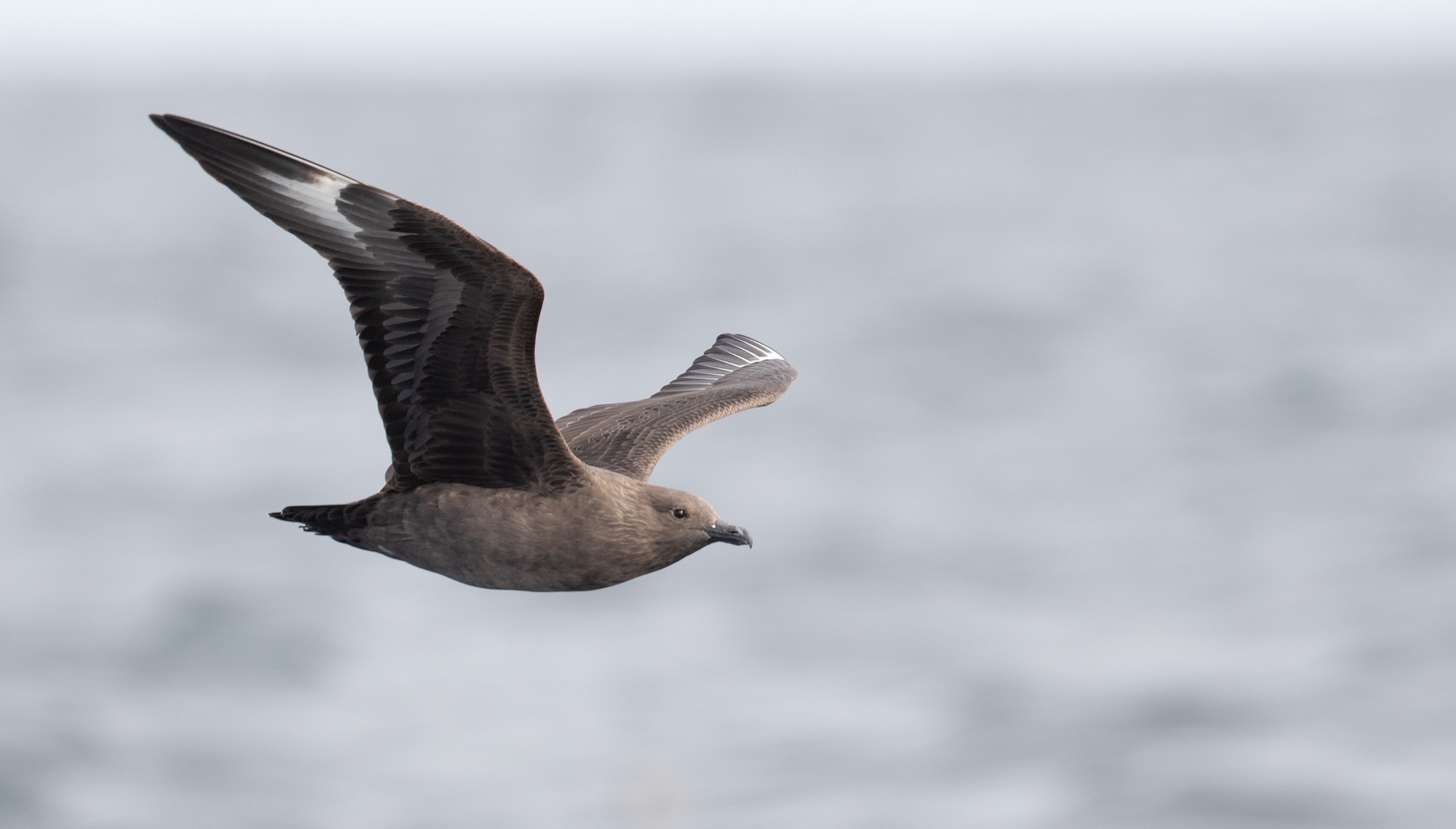 South Polar Skua