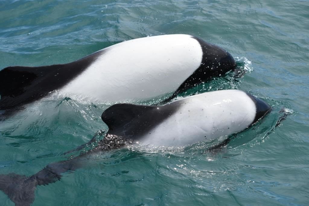 Commerson's Dolphin