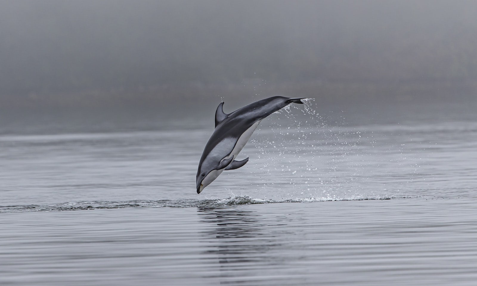 Hourglass Dolphin