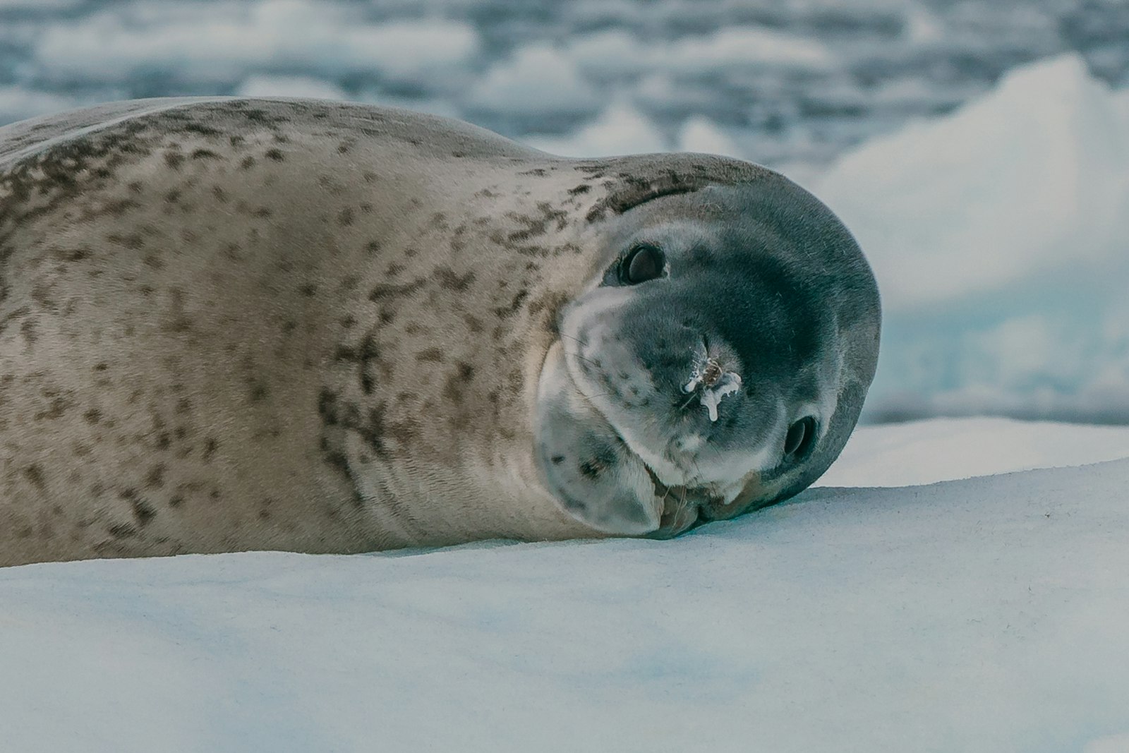 Leopard Seal