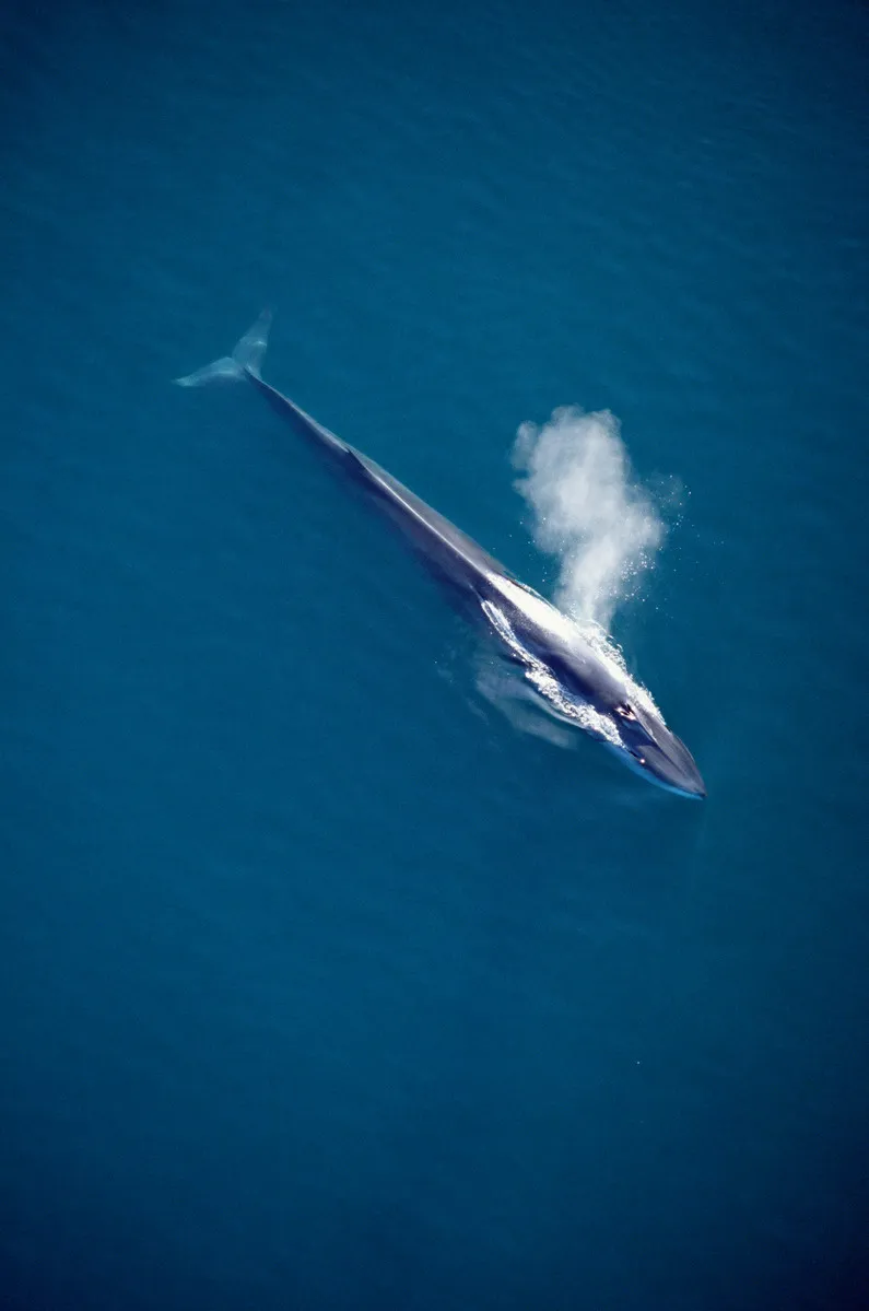 Fin Whale