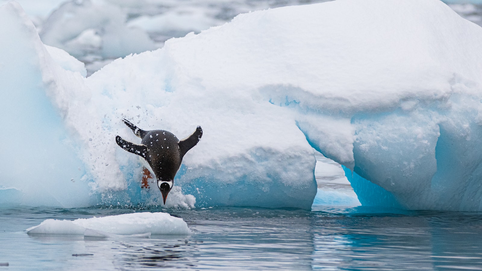 Polar plunge
