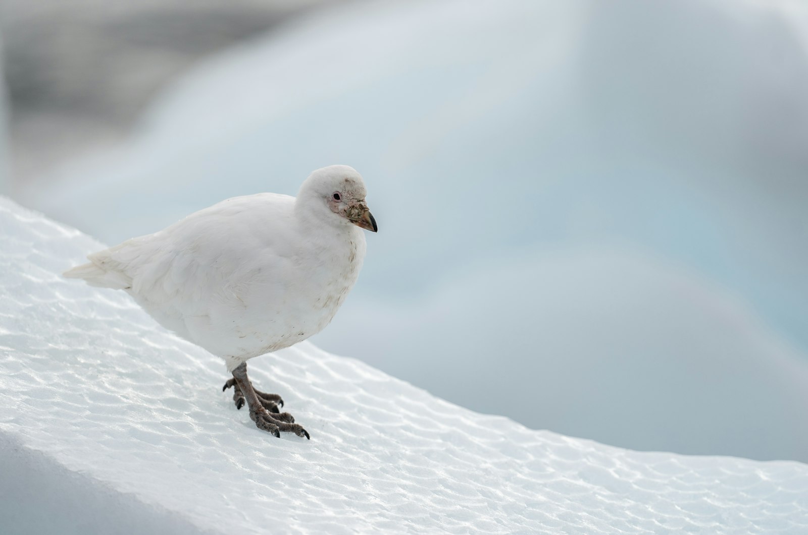 Snow Petrel